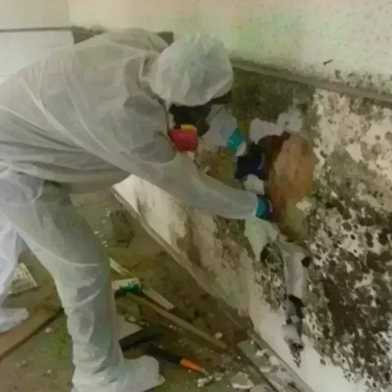 Mold Remediation and Removal in Brownstown, IN